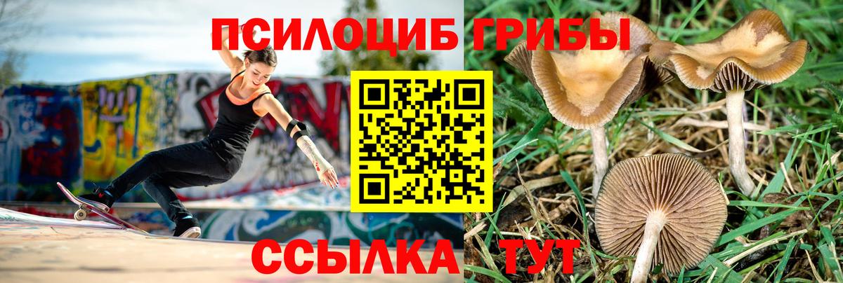 Псилоцибиновые грибы Psilocybine cubensis Иваново